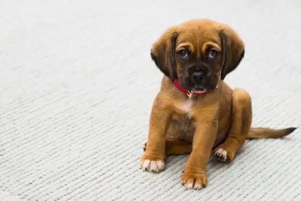 Gérer l’anxiété de séparation chez les chiens : Astuces pour les aider à rester calmes en votre absence