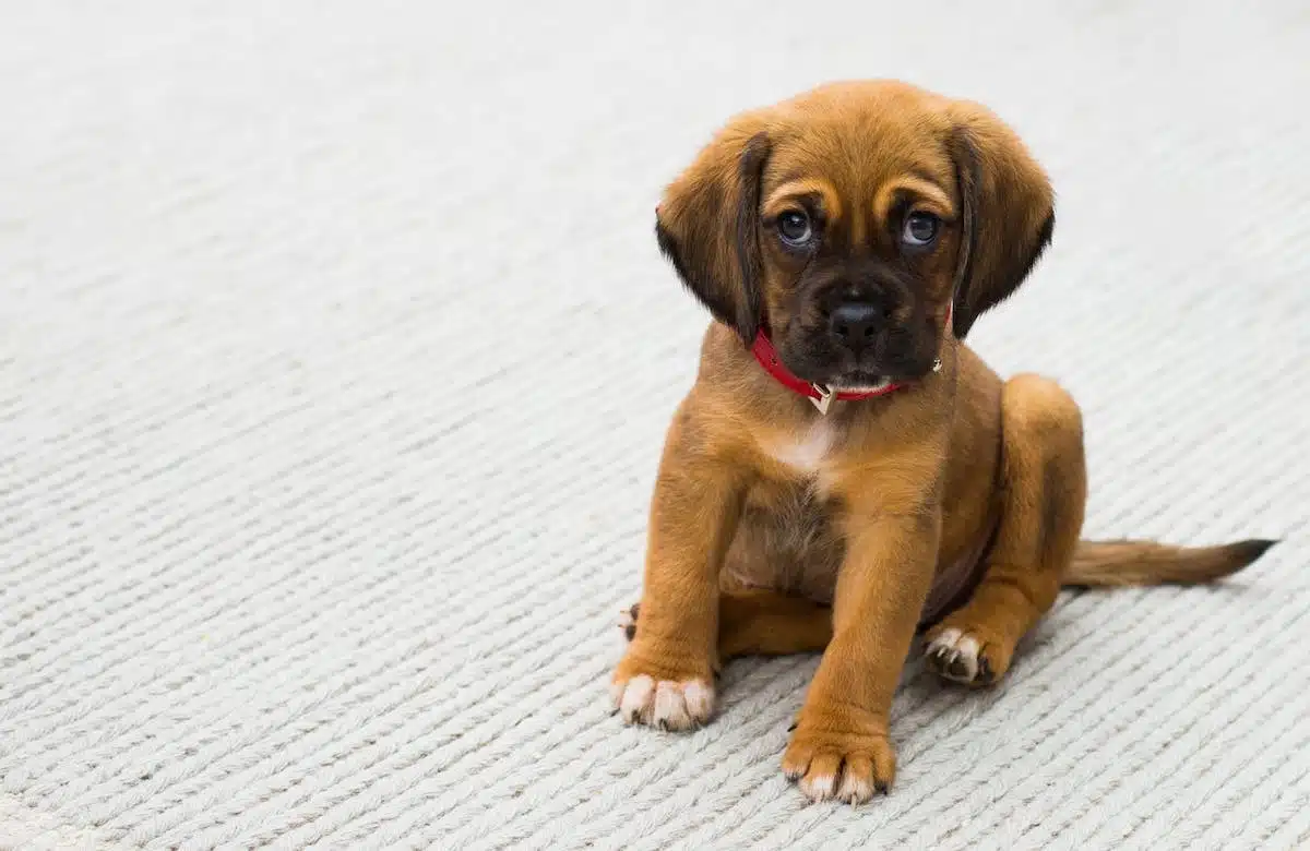 Gérer l’anxiété de séparation chez les chiens : Astuces pour les aider à rester calmes en votre absence