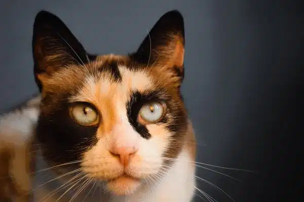 Les signes révélateurs du langage corporel des chats et leur interprétation