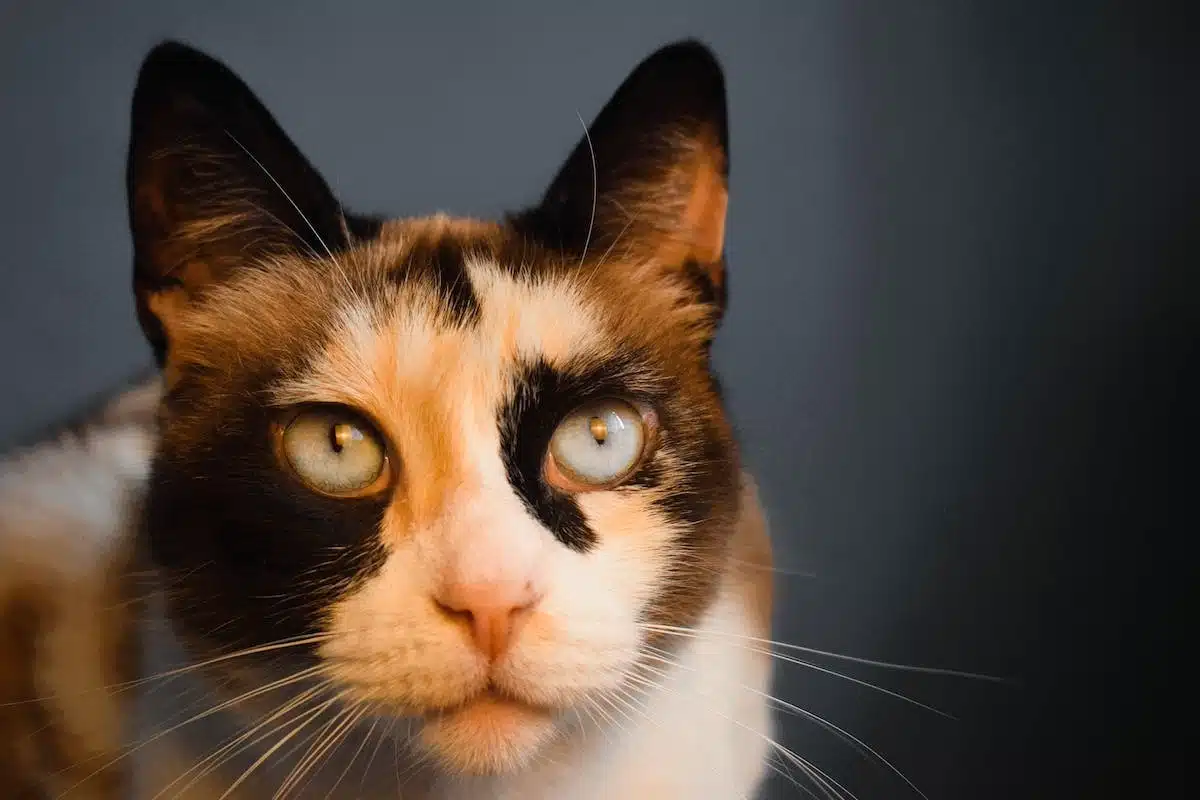 Les signes révélateurs du langage corporel des chats et leur interprétation