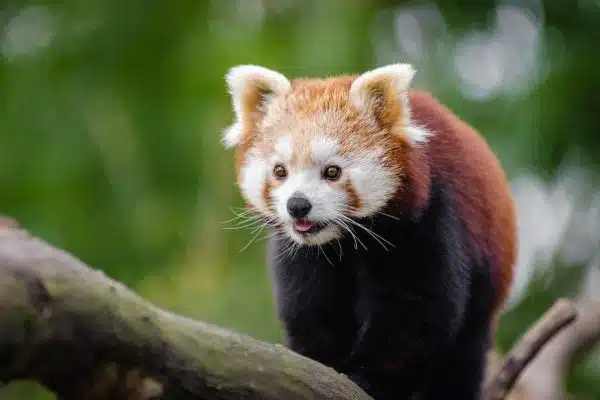 Protéger les animaux en voie de disparition : quelles initiatives mettre en place ?