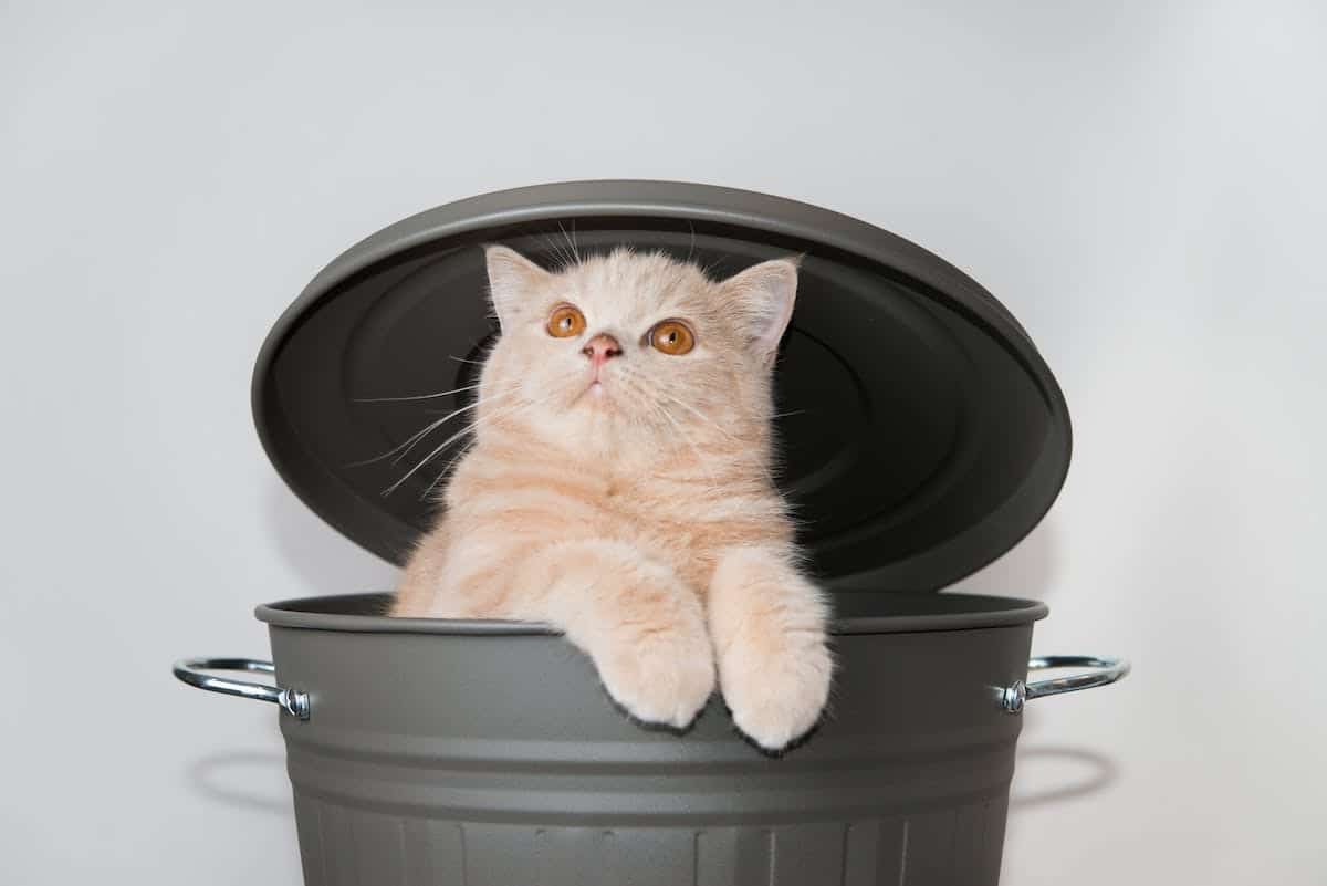 animaux disparition