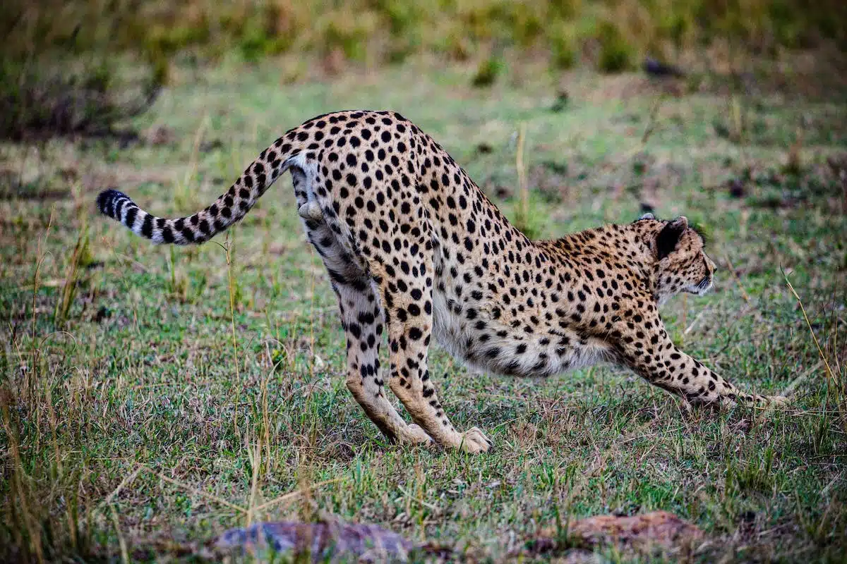 Découvrez les champions de vitesse du monde animal