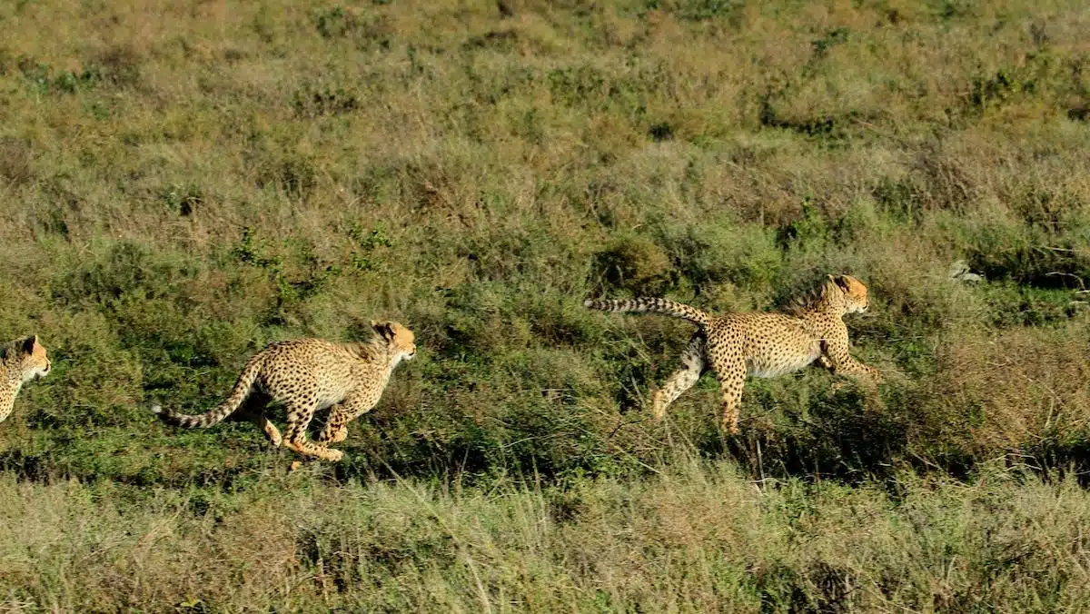 cheetah running