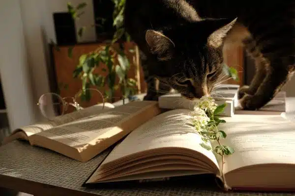 Les clés du succès pour éduquer un chat avec brio
