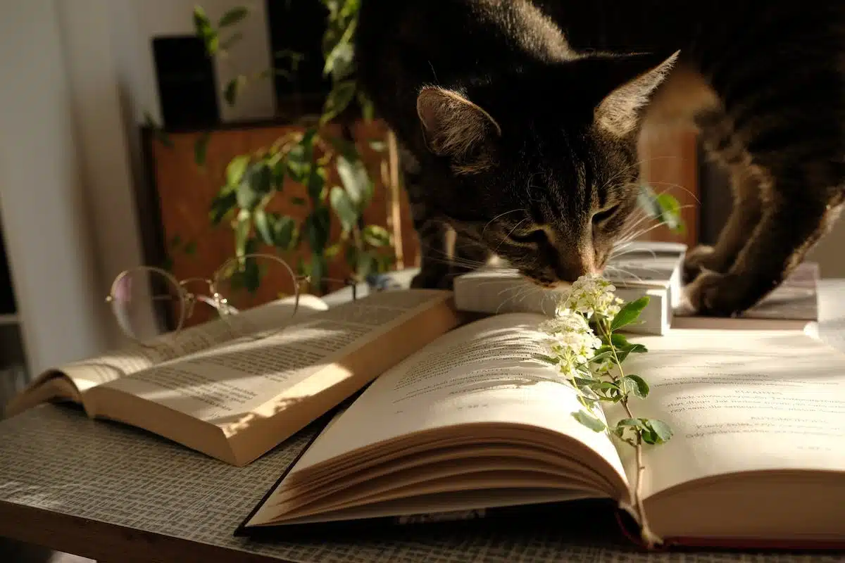 Les clés du succès pour éduquer un chat avec brio
