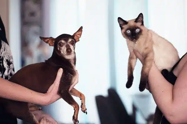 Les fascinantes distinctions entre le comportement des chats et des chiens vis-à-vis des humains