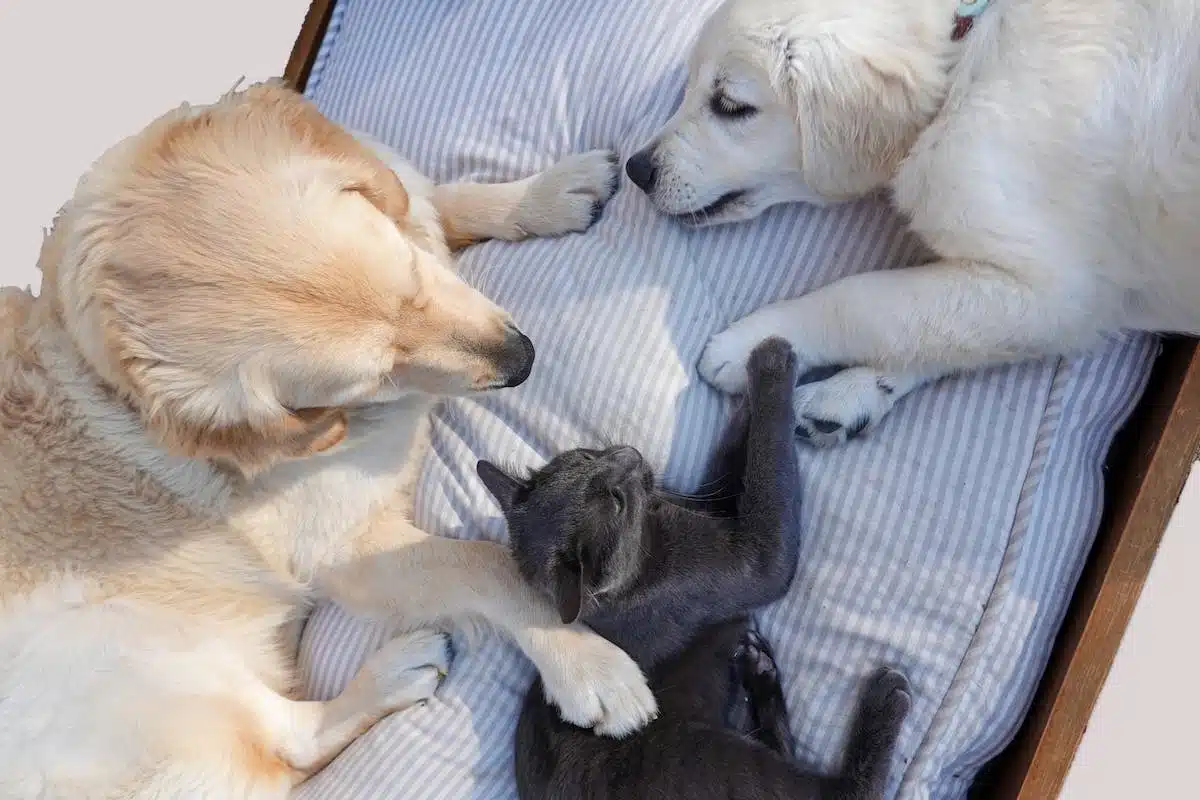 chats  chiens