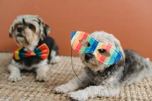 Améliorez le bien-être de votre animal de compagnie avec ces accessoires incontournables