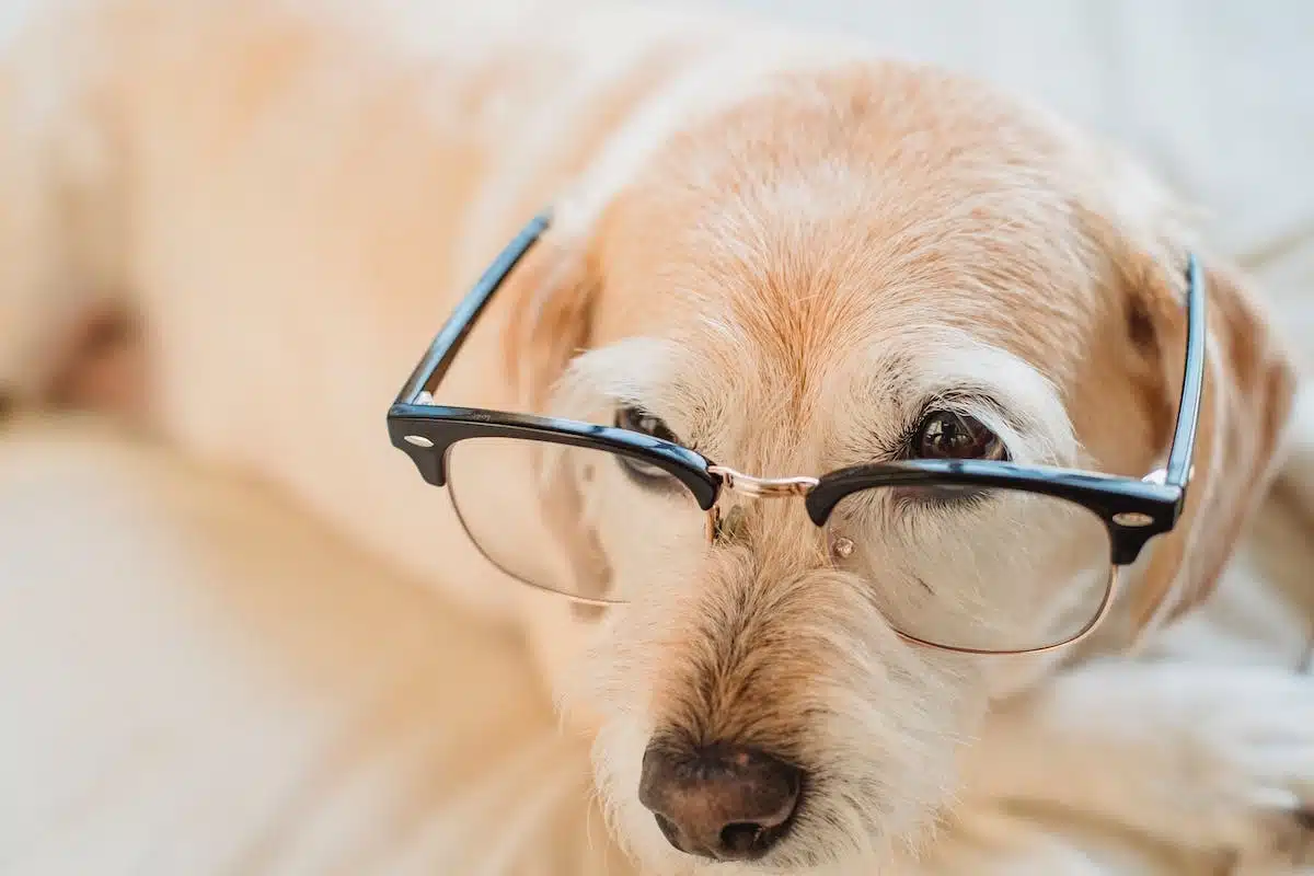animal  accessoires