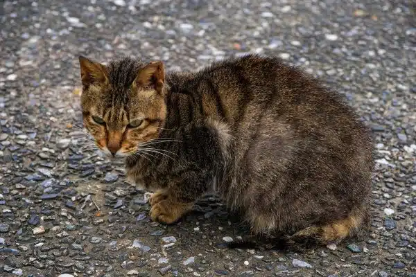 Les symptômes révélateurs du stress chez votre animal de compagnie et les solutions pour l’apaiser