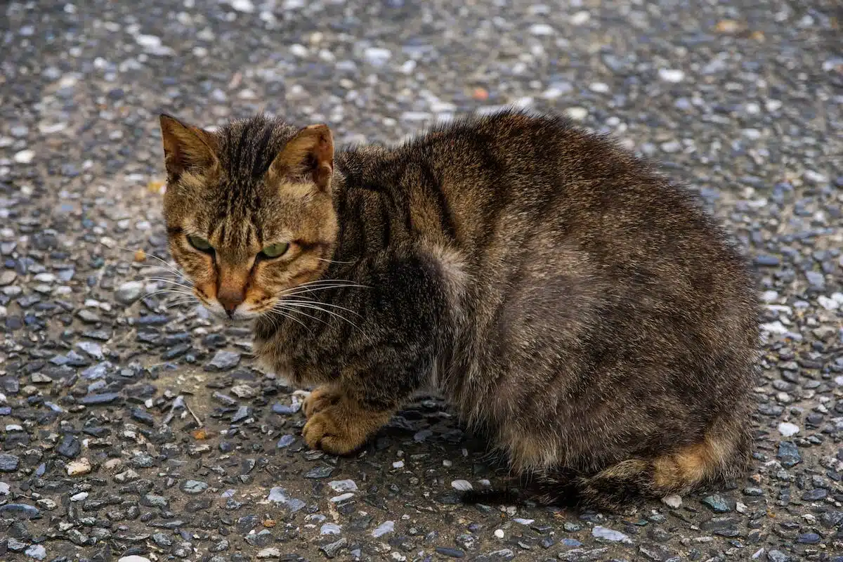 Les symptômes révélateurs du stress chez votre animal de compagnie et les solutions pour l’apaiser