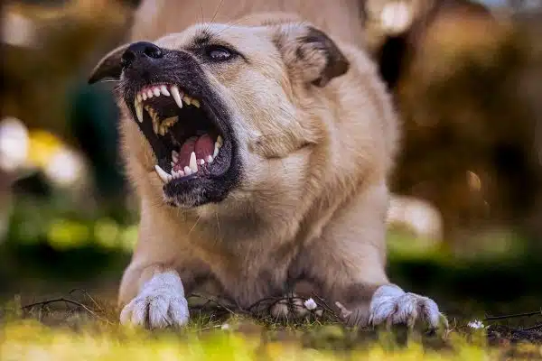 Soins dentaires chez les chiens : Importance et meilleures pratiques pour une hygiène buccale optimale