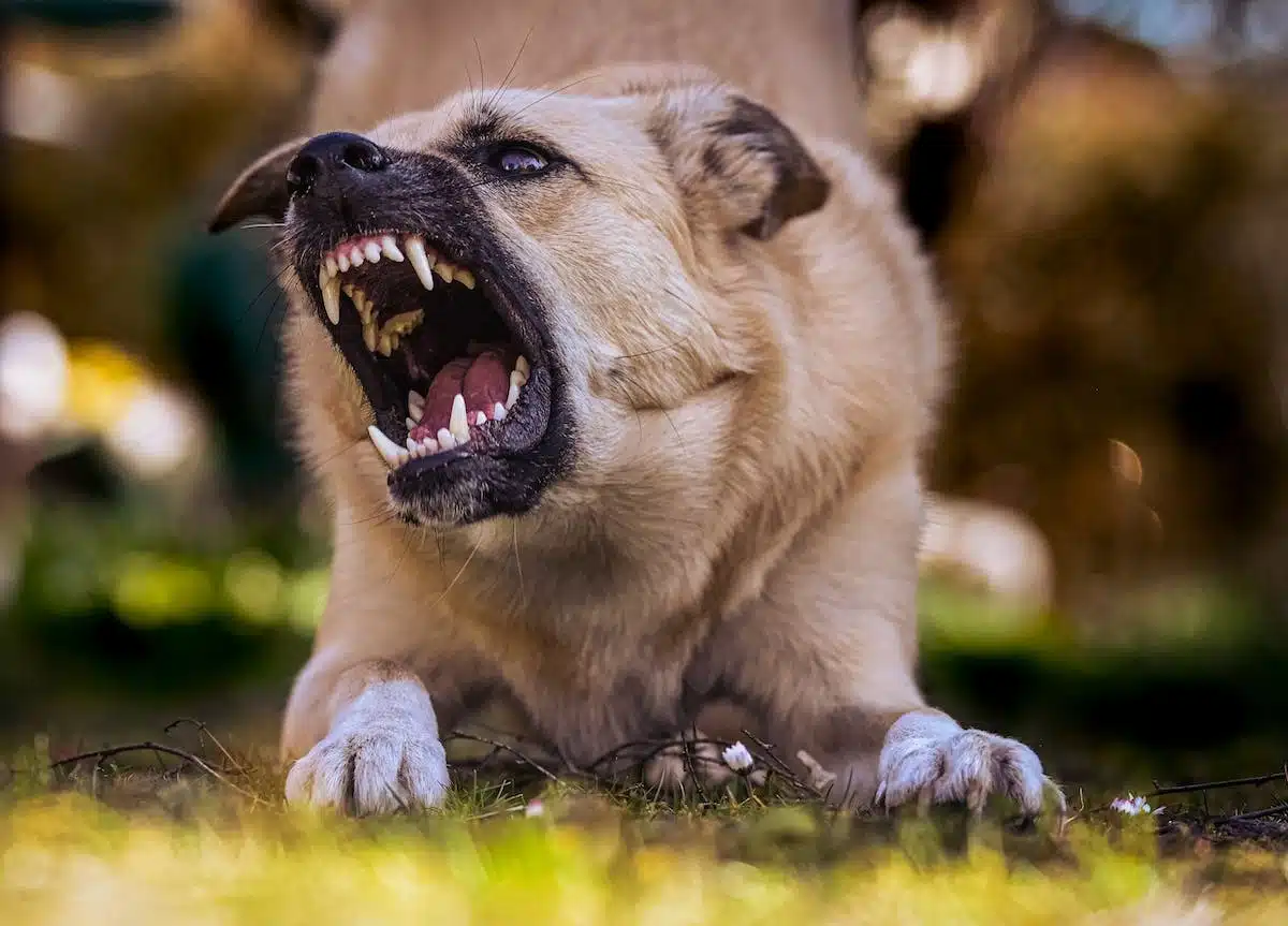 Soins dentaires chez les chiens : Importance et meilleures pratiques pour une hygiène buccale optimale