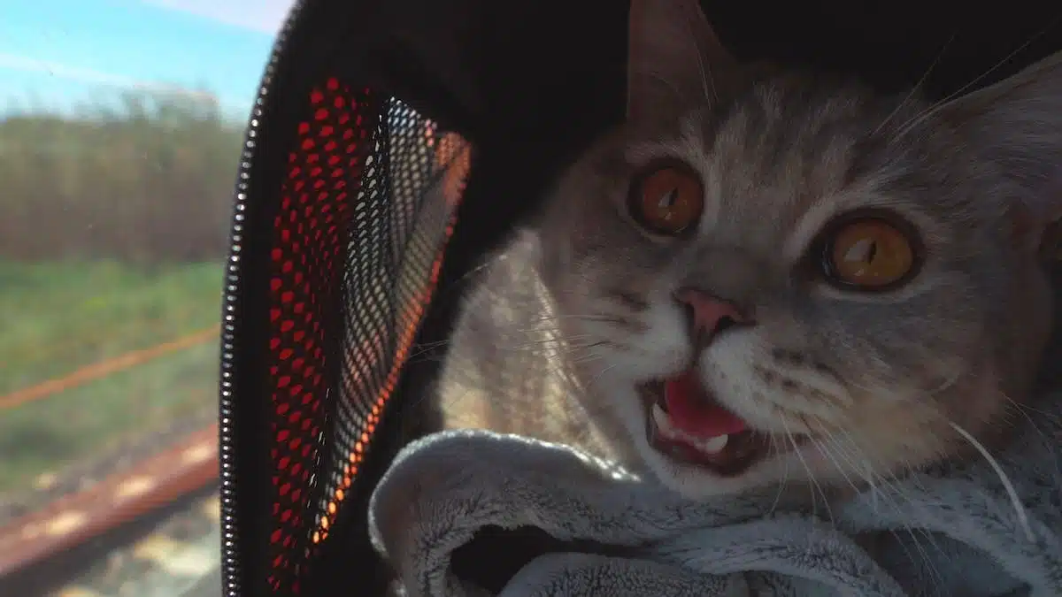 Voyager avec son chat en toute sécurité : les meilleures astuces à connaître