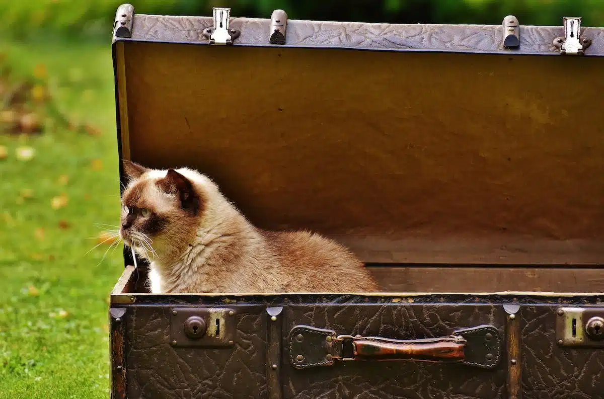chat  voyage