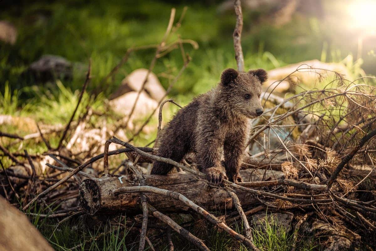 La protection de la faune et la flore : des actions concrètes pour préserver notre environnement