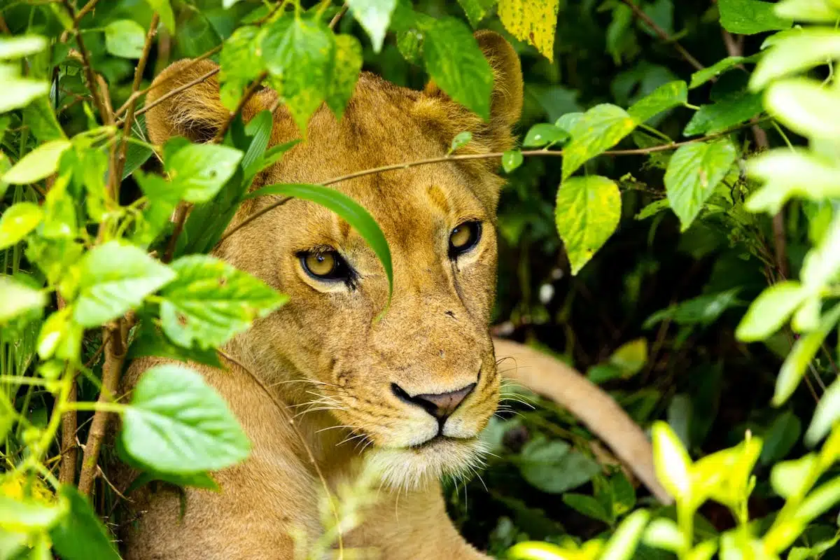 faune  flore