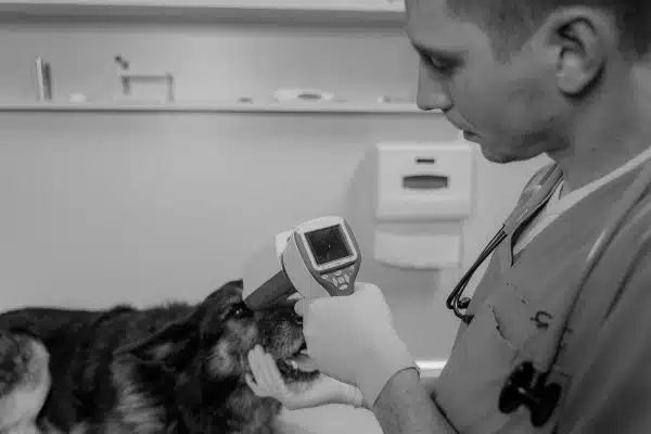 Signes de bonne santé chez les chiens et stratégies pour la maintenir : Guide complet
