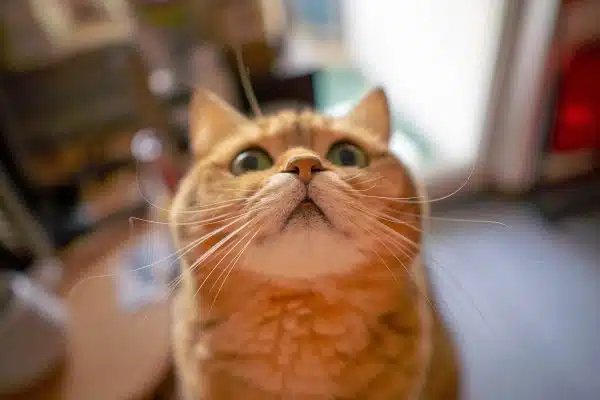 Les précautions essentielles pour protéger la sécurité de votre chat à la maison
