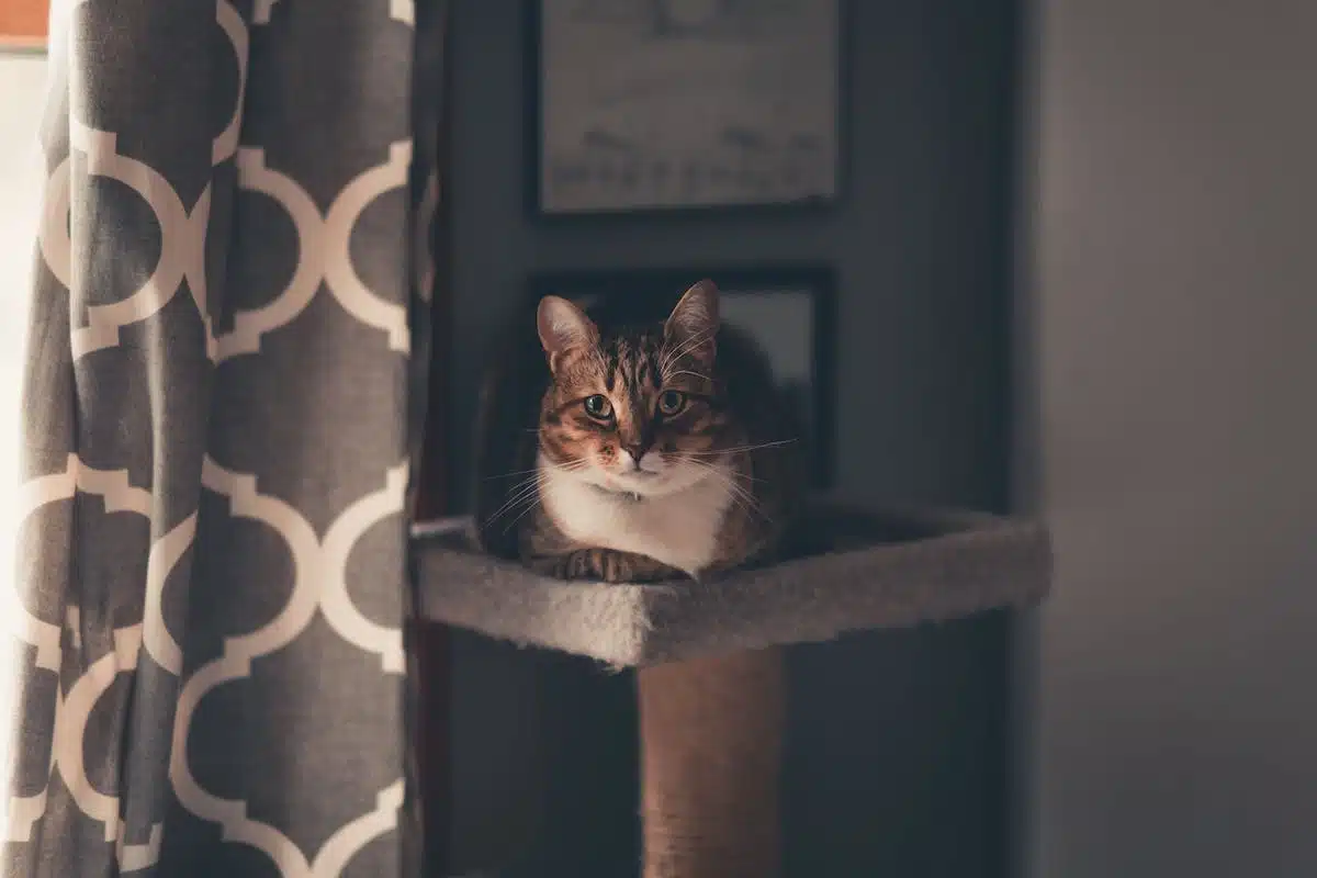 sécurité chat