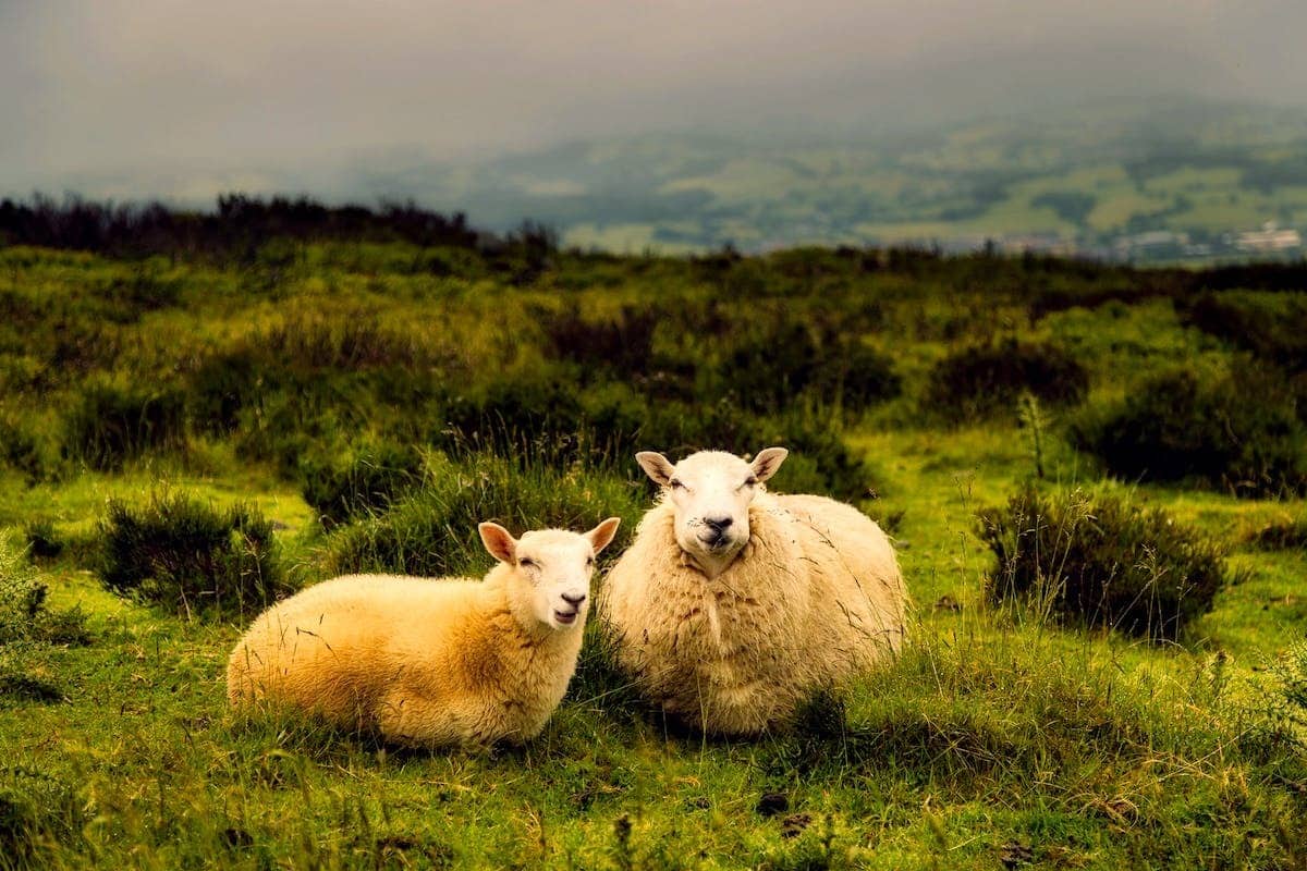climat  animaux