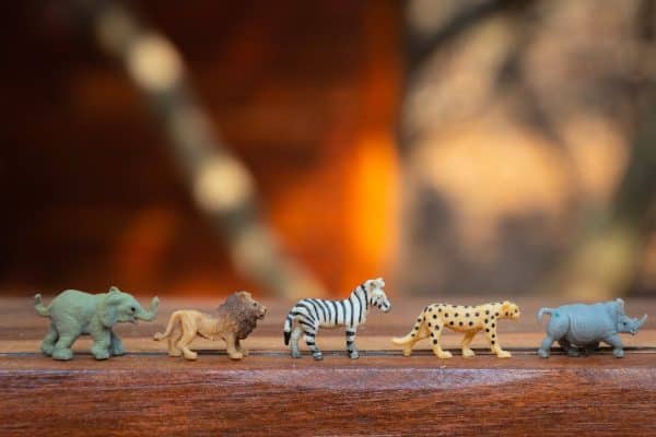Les indispensables pour divertir votre animal de compagnie