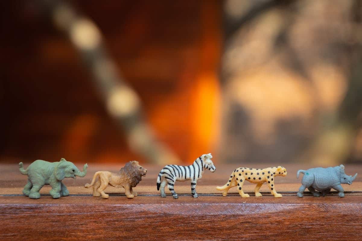 Les indispensables pour divertir votre animal de compagnie