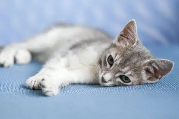 L’importance cruciale de la stérilisation et de la castration chez les chats pour leur santé et leur bien-être