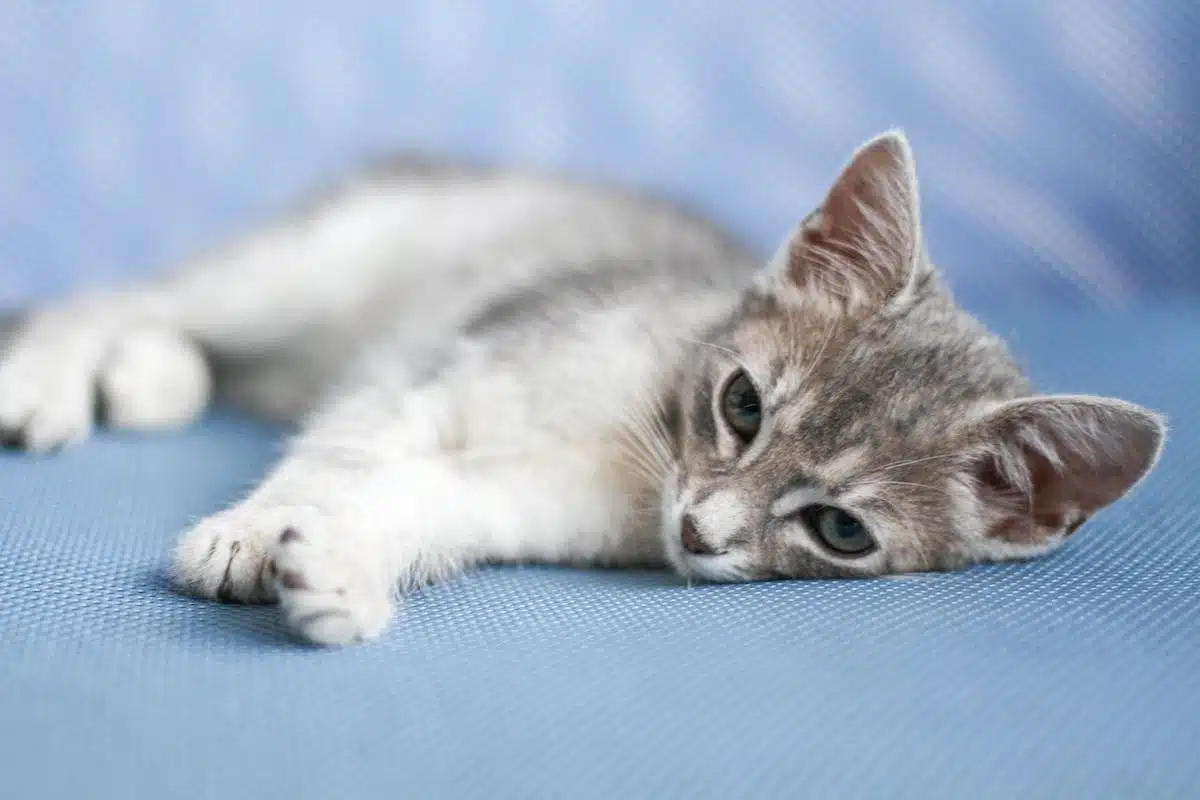 L’importance cruciale de la stérilisation et de la castration chez les chats pour leur santé et leur bien-être
