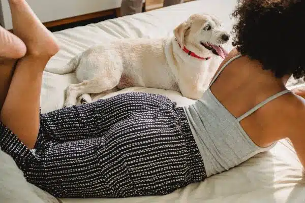Les incontournables pour assurer le confort absolu et le bien-être de votre compagnon canin