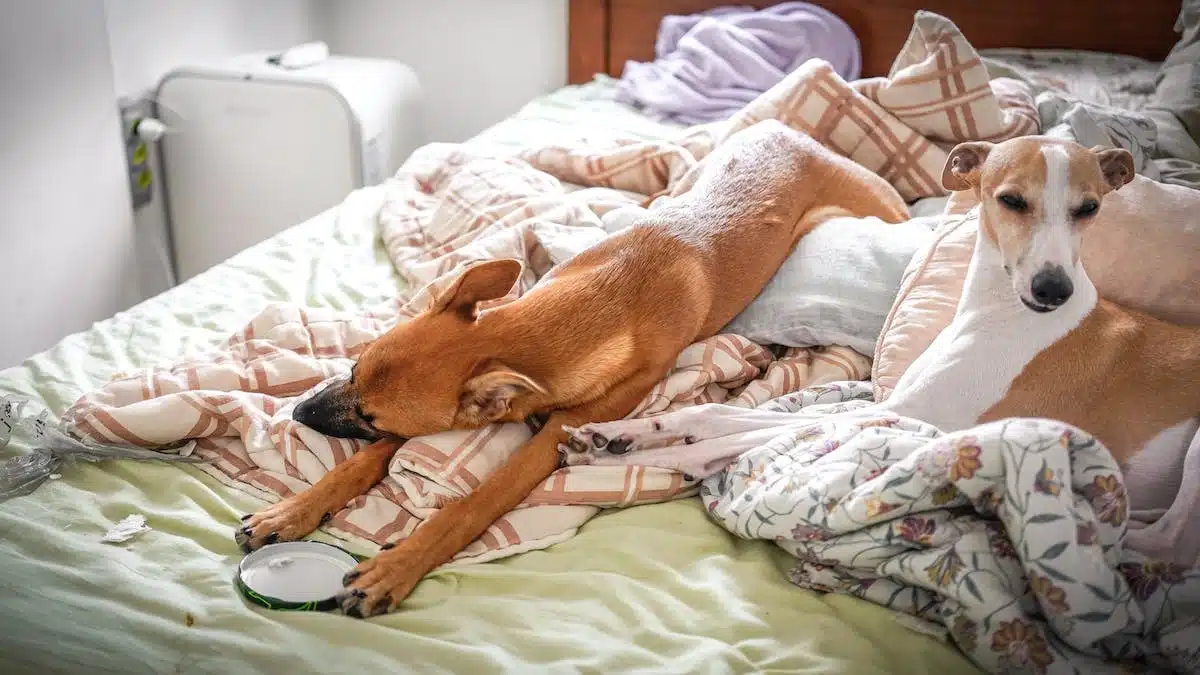 chien confortable