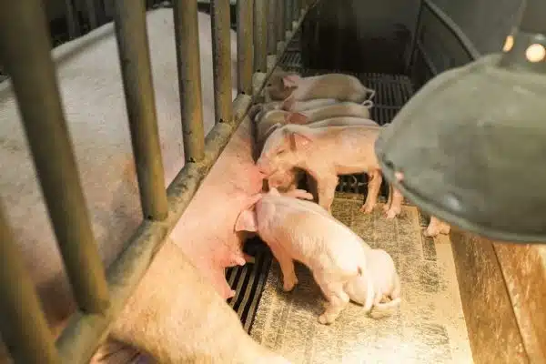 Actions et initiatives pour protéger les animaux en danger