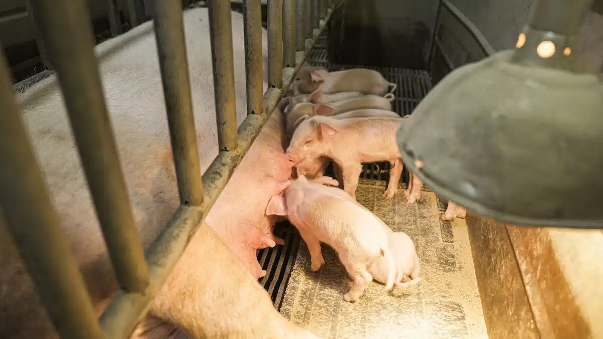 Actions et initiatives pour protéger les animaux en danger
