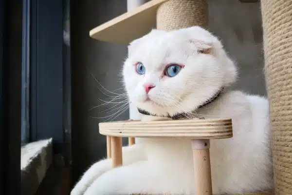 Découvrez les particularités des races de chats