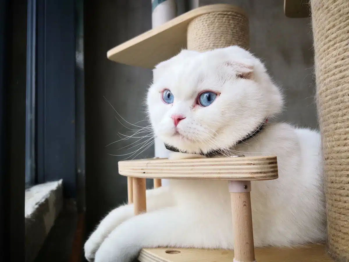 Découvrez les particularités des races de chats