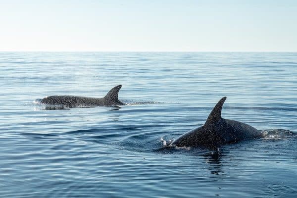 Découvrez la fascinante biodiversité des animaux marins et les défis de préservation dans les profondeurs de l’océan