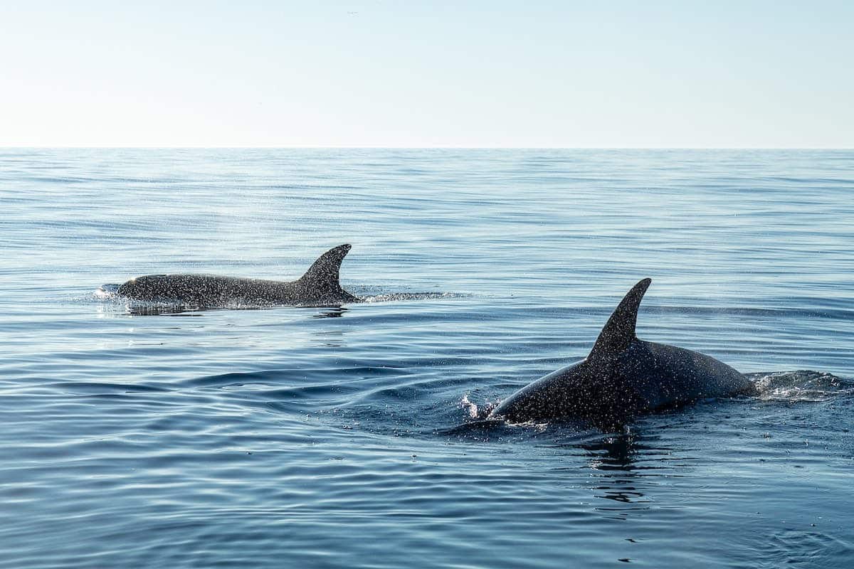 Découvrez la fascinante biodiversité des animaux marins et les défis de préservation dans les profondeurs de l’océan