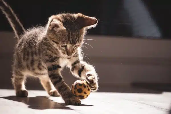 Stimulez l’esprit de votre chat avec ces jeux et activités captivants