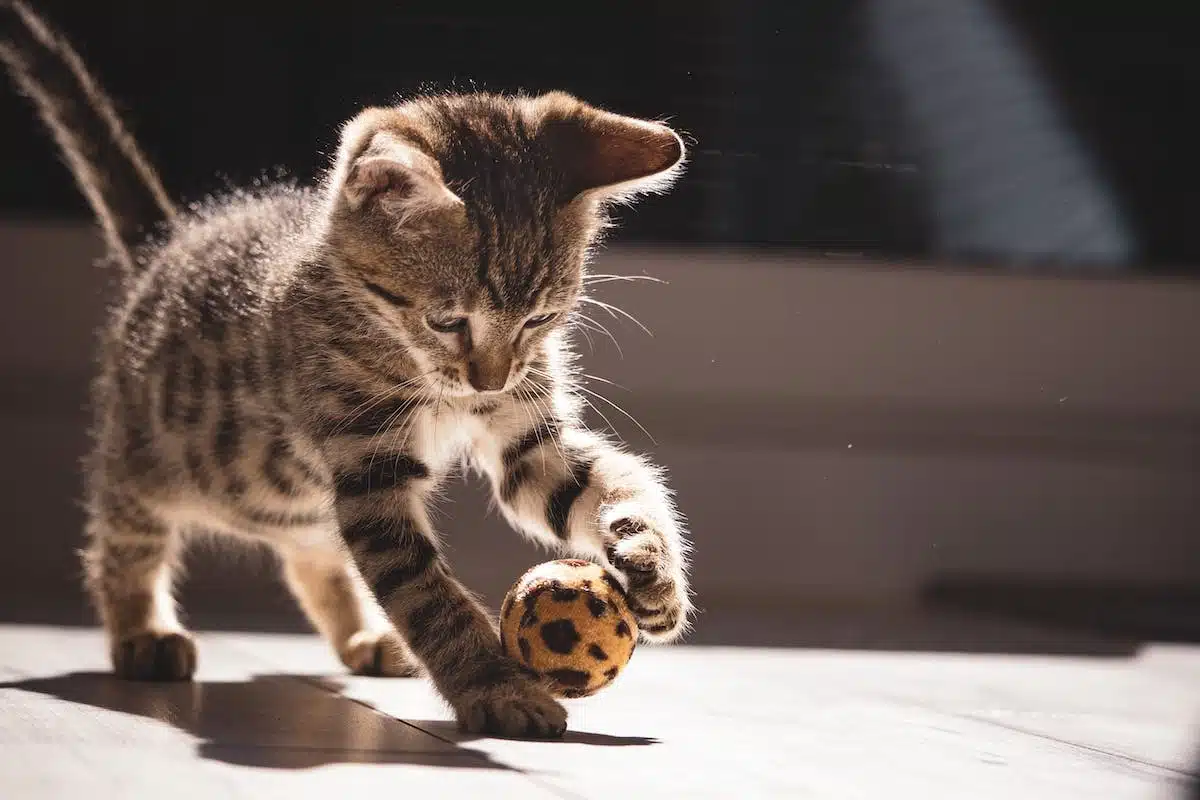 Stimulez l’esprit de votre chat avec ces jeux et activités captivants