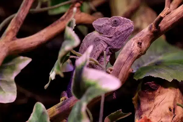 Les incroyables évolutions des animaux du futur
