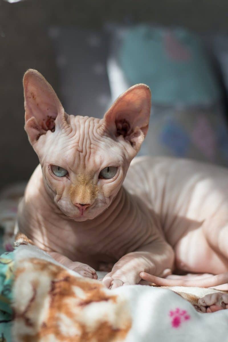 Découvrez l’histoire fascinante des chats de race et leurs caractéristiques uniques
