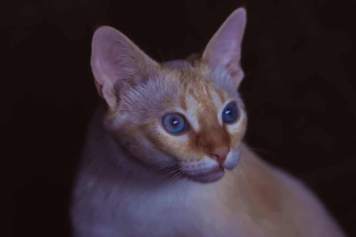 chats  race