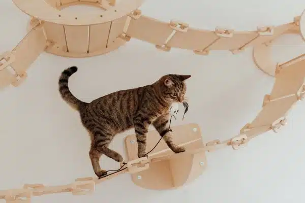 Les jouets incontournables pour amuser et faire bouger votre chat
