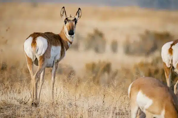 Découvrez les incroyables comportements des animaux sauvages qui vous étonneront