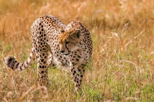 L’importance des animaux dans les écosystèmes et la nécessité de leur préservation