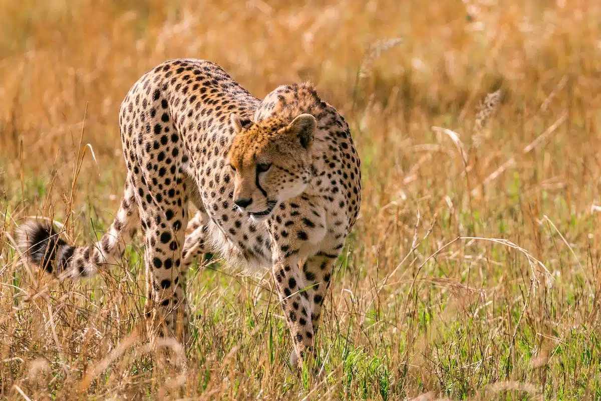 L’importance des animaux dans les écosystèmes et la nécessité de leur préservation