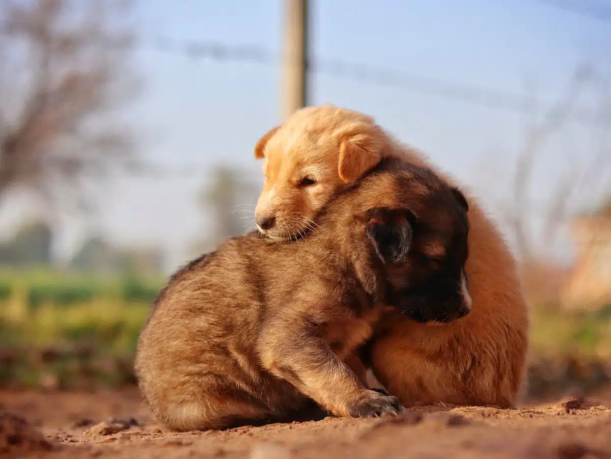 animaux écosystème