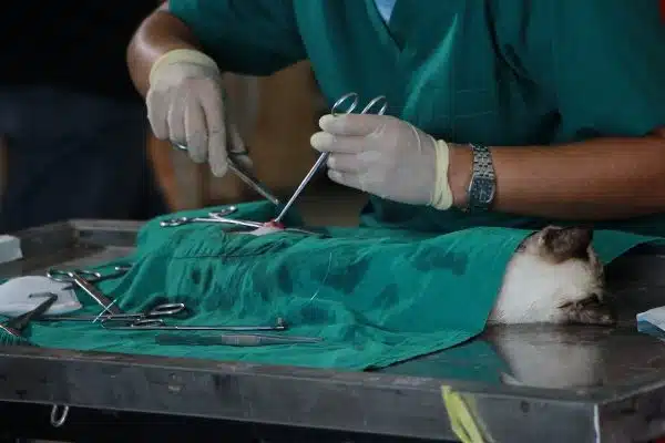 Les bénéfices et risques de la castration/stérilisation chez les chats