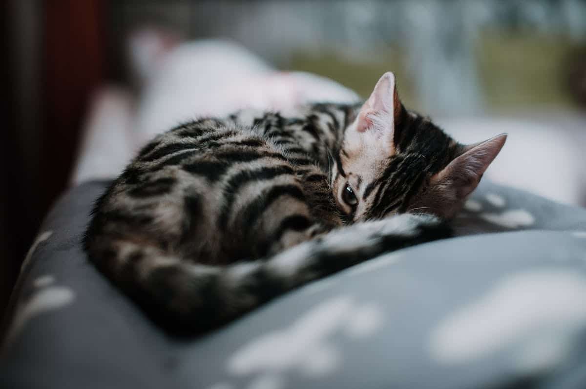 chat stérilisation